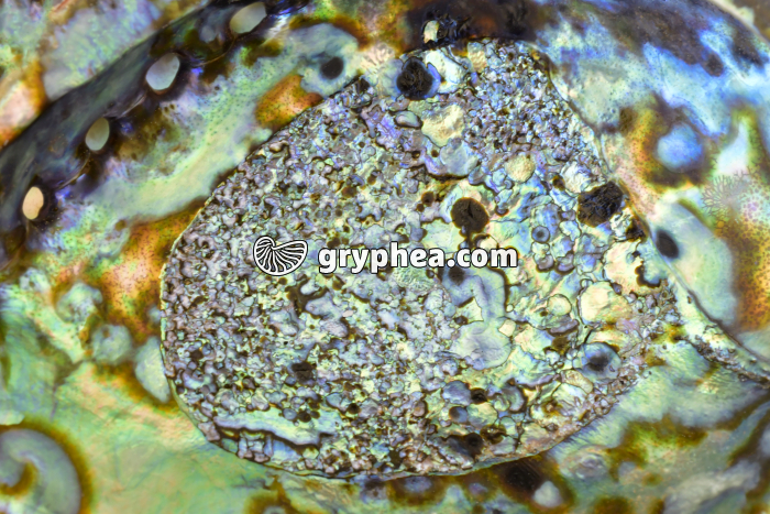 Nacre dans une coquille d'Ormeau - gryphea.org